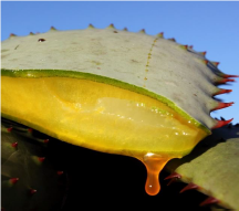 Aloe Bitter leaf