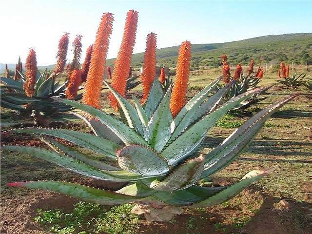 Aloe ferox plant 1