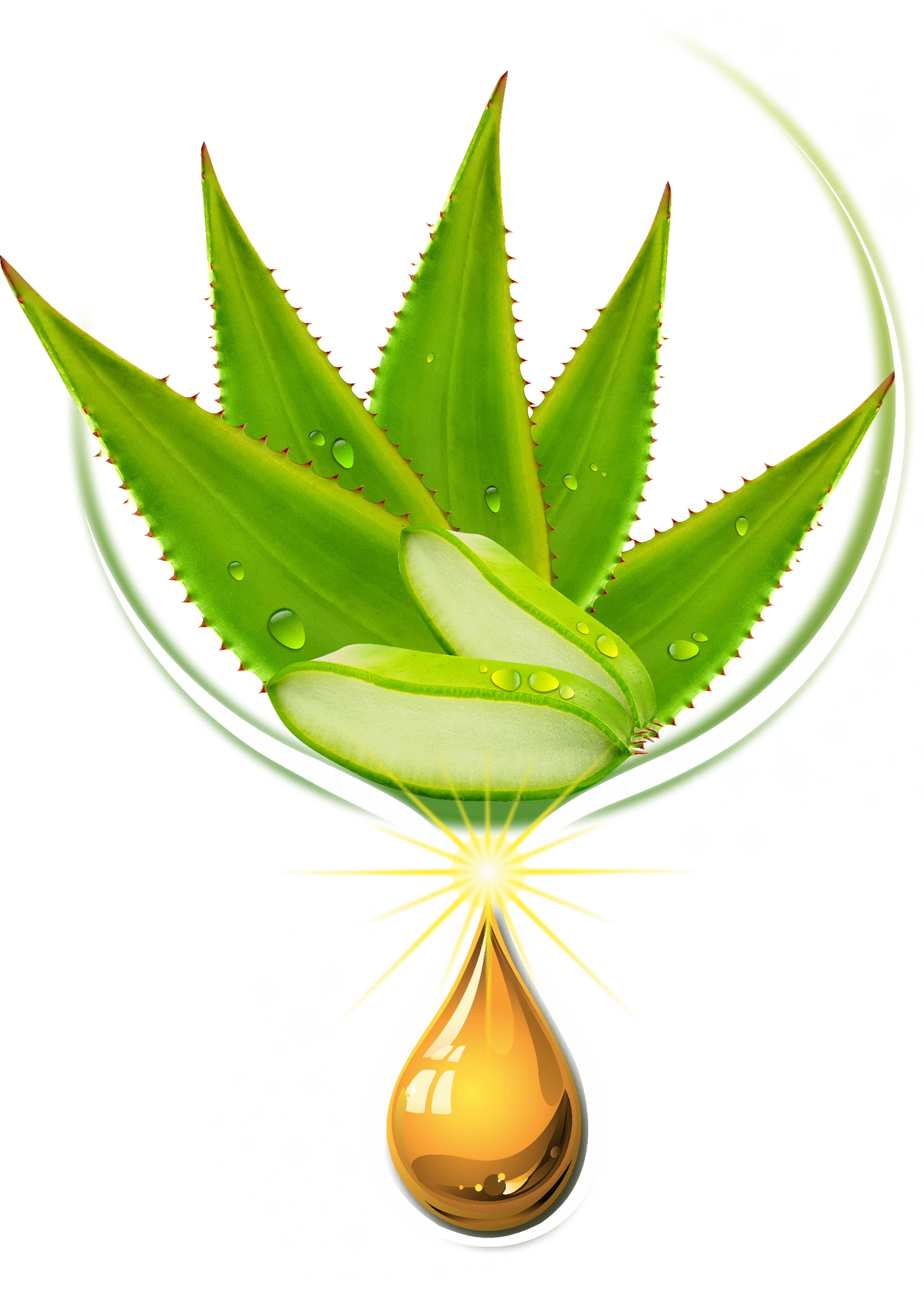 BEU013P (Aloe Transparent bg)
